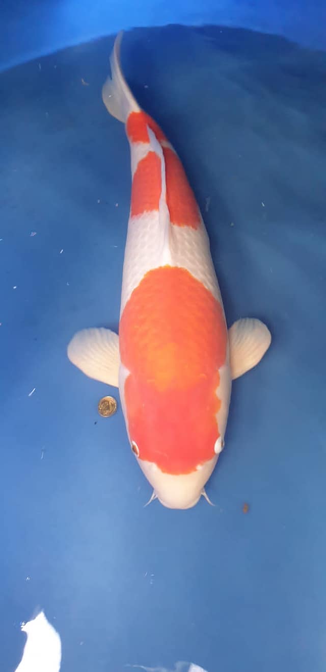 204222839_4237207659656094_4295472049521641688_n