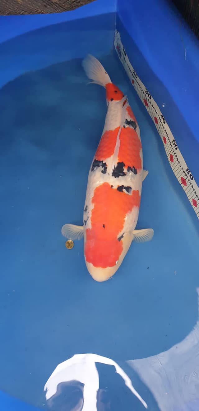 204757742_4237207306322796_8366293061531982000_n