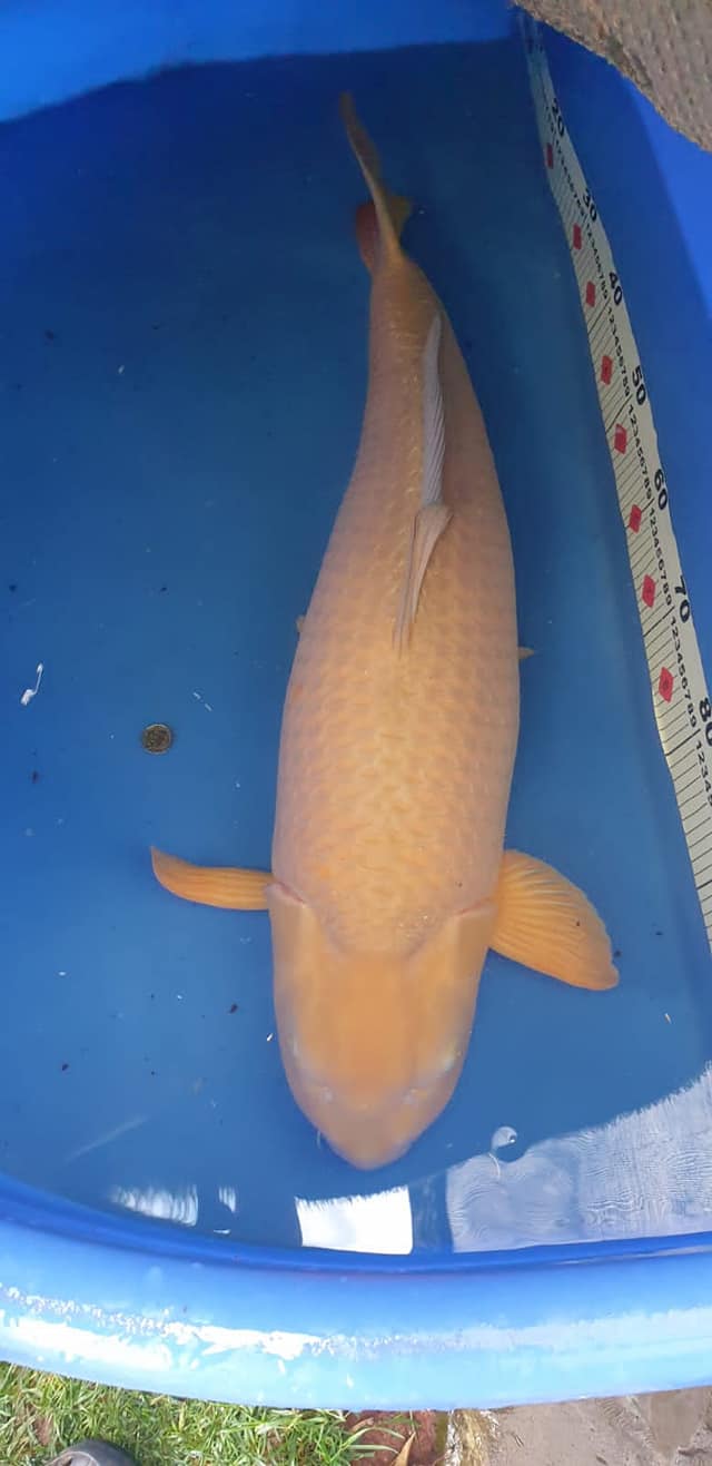 204851237_4237208299656030_2101318081682150182_n