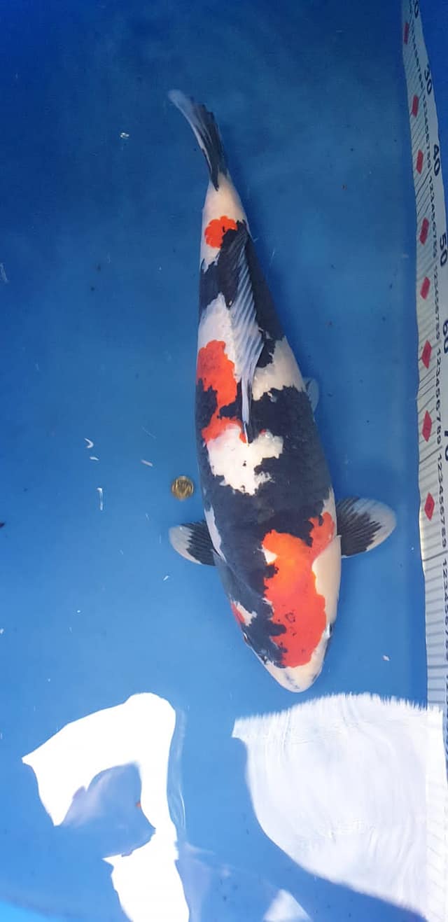 204900376_4237207822989411_1140449720803051808_n