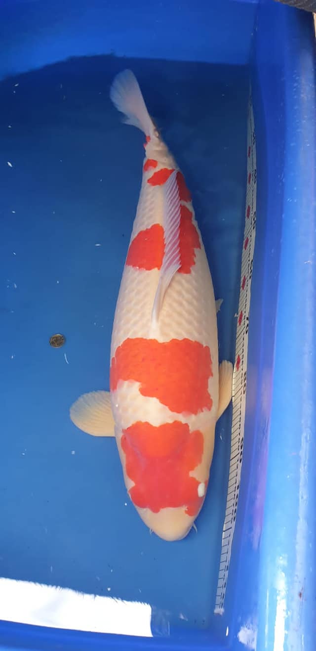 205202282_4237207069656153_3470938091886608711_n