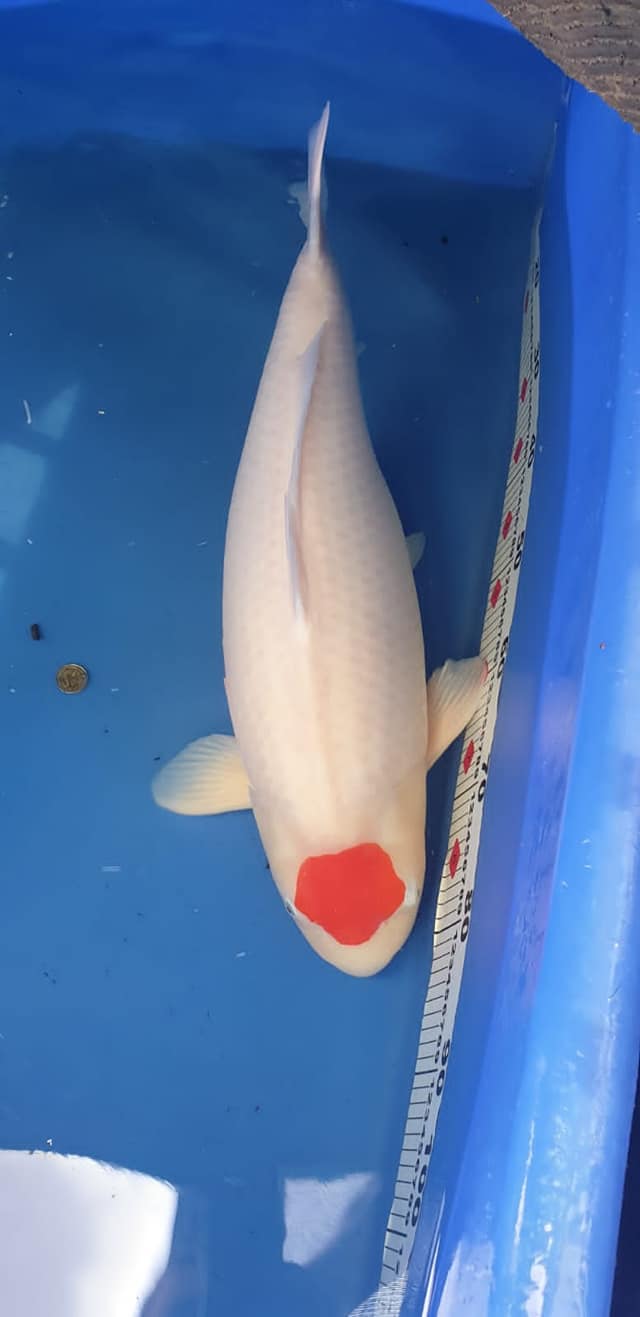 206266063_4237207202989473_7526383540766337911_n