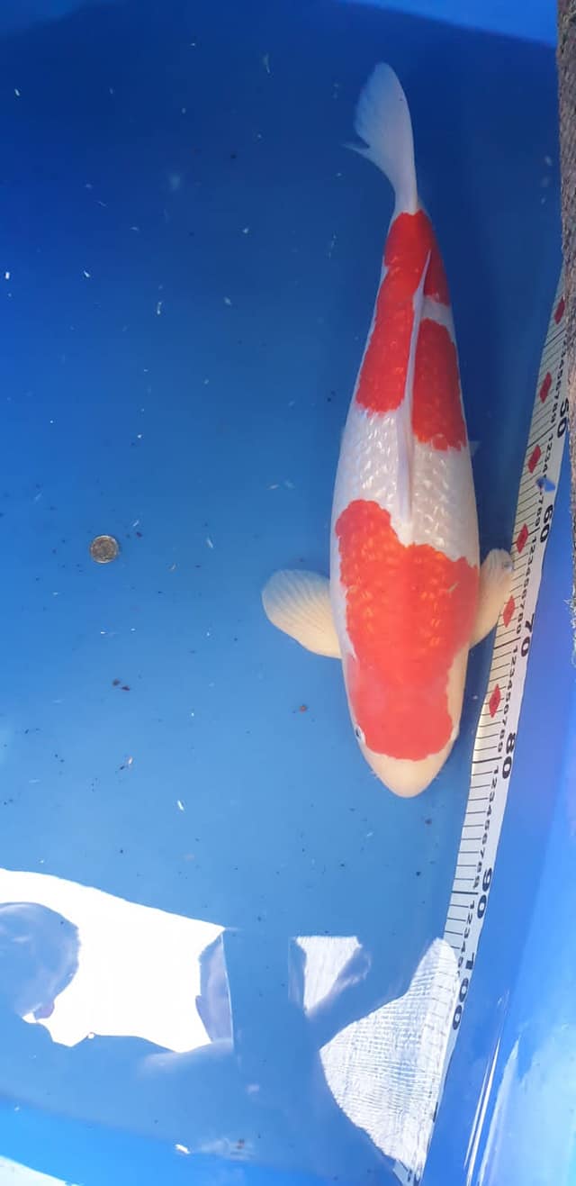 206410645_4237207762989417_2748217604631128383_n