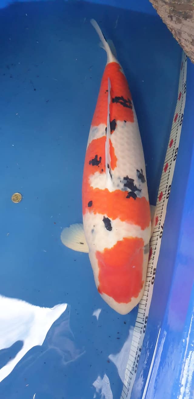 207200128_4237207606322766_8001658467573158263_n