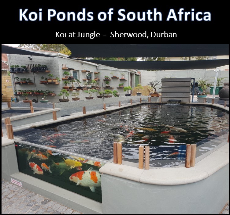 kposa - koi at jungle