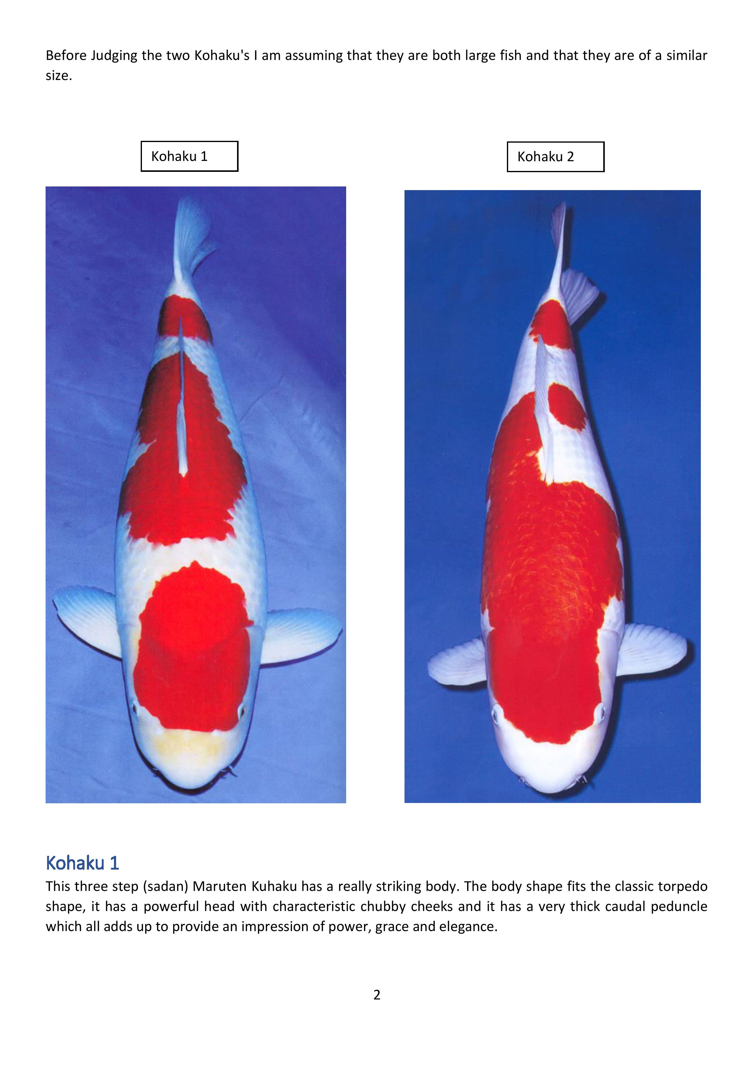 Judges Corner Kohaku_2