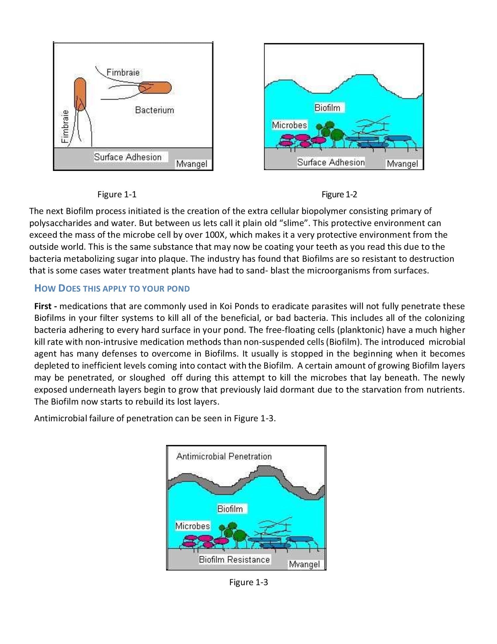 Biofilms - Vangel_00002
