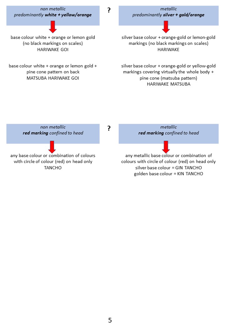Pond Side Identification of Koi 5
