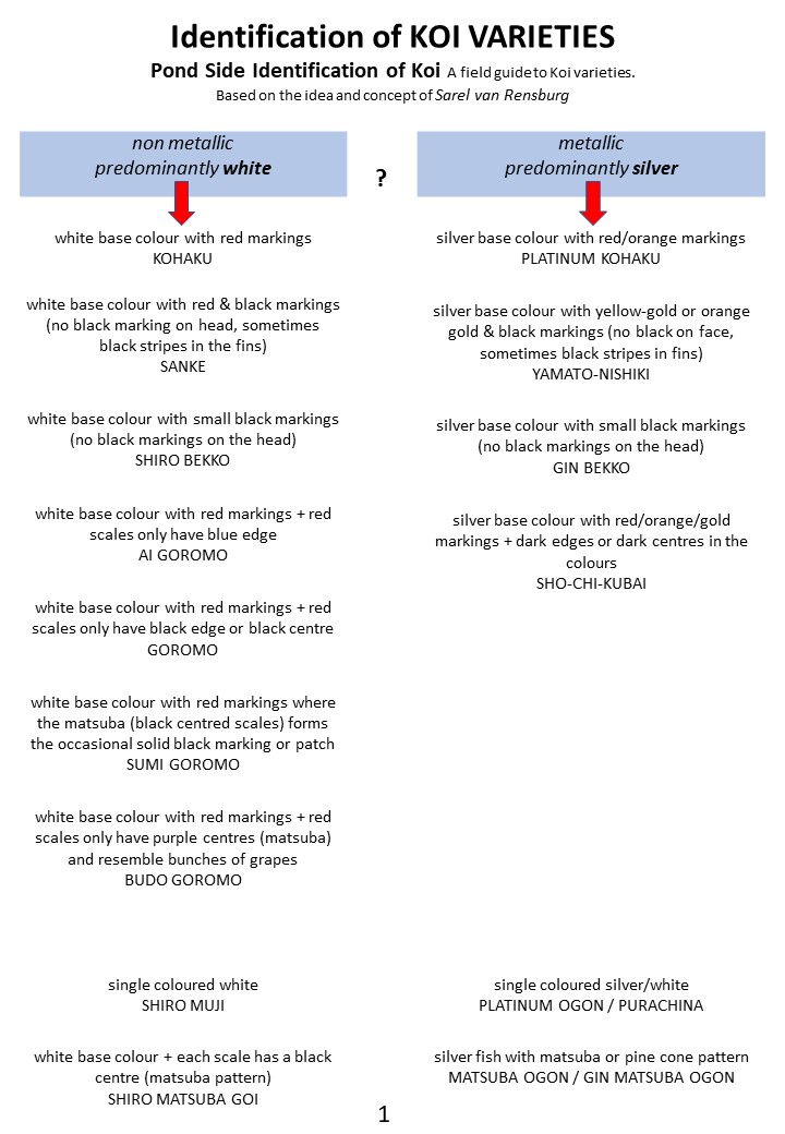 Pond side Identification of Koi 1