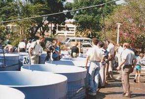Frist koi Show in South Africa 1990