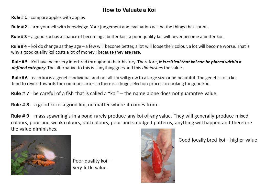 Valuating koi 1