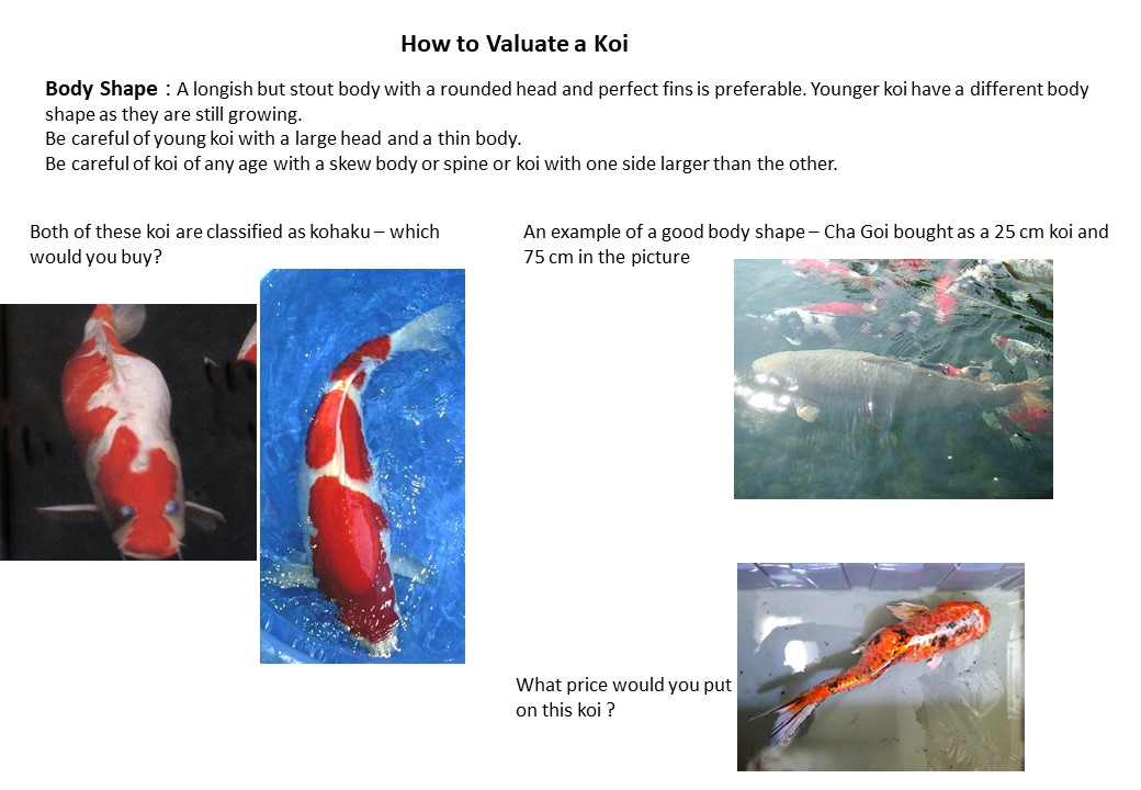 valuating koi 2