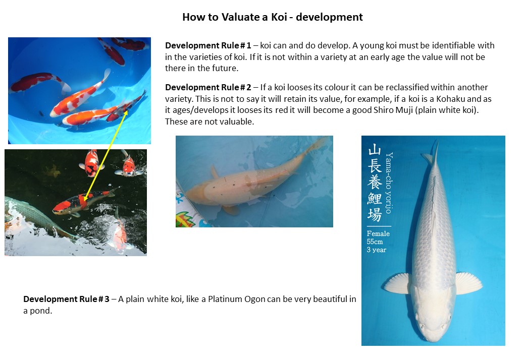 valuating koi 3