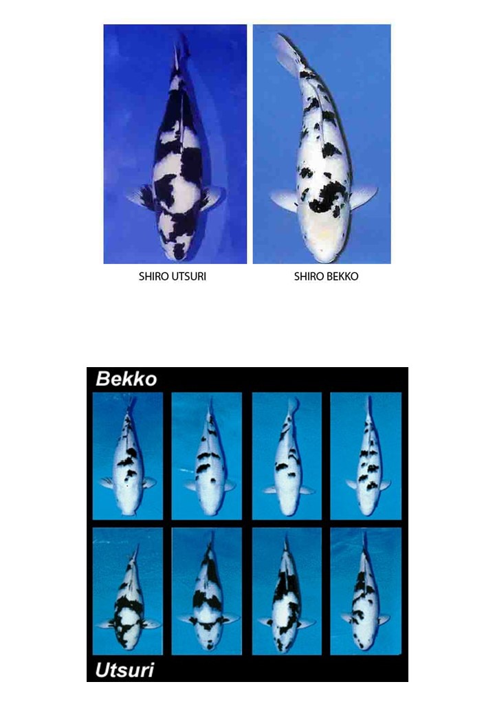 KYK 6 Utsuri and Bekko a