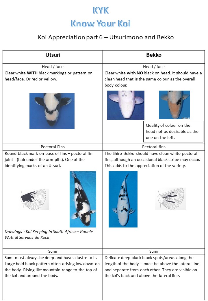 KYK 6 Utsuri and Bekko