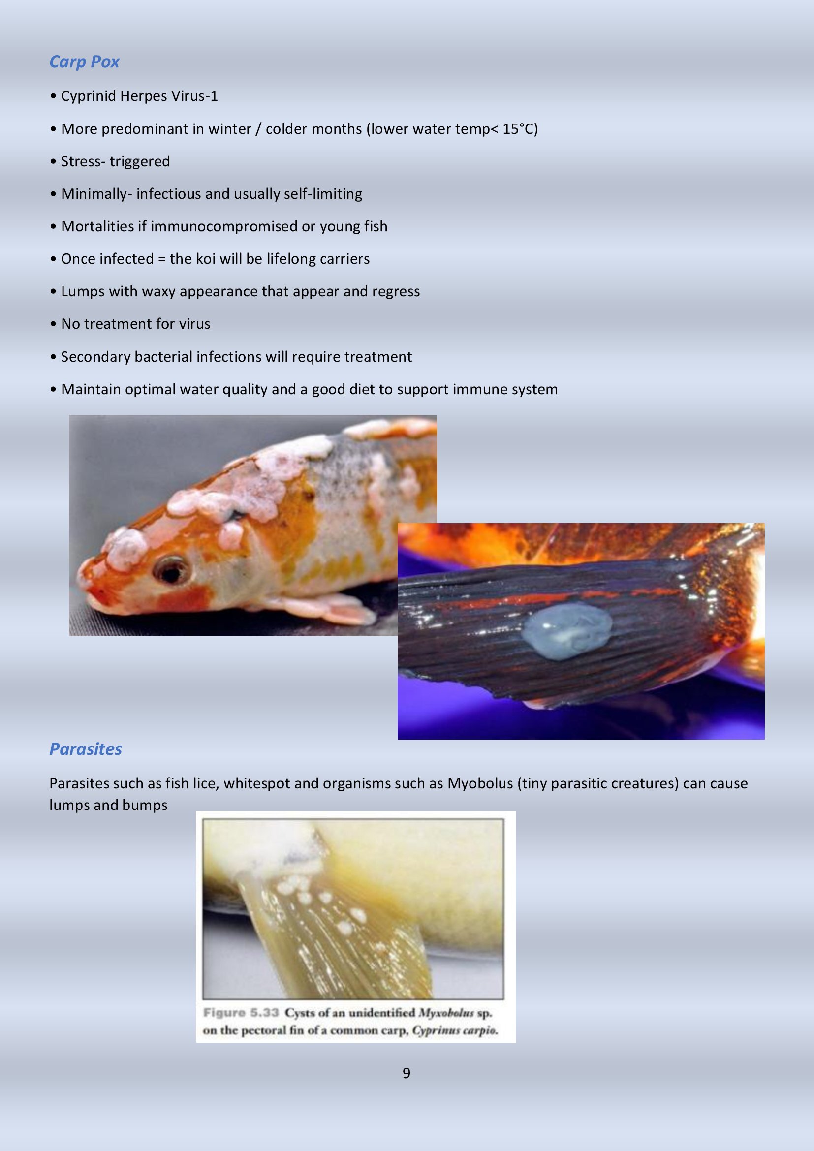 Newsletter # 10 December 2024 - final_00009